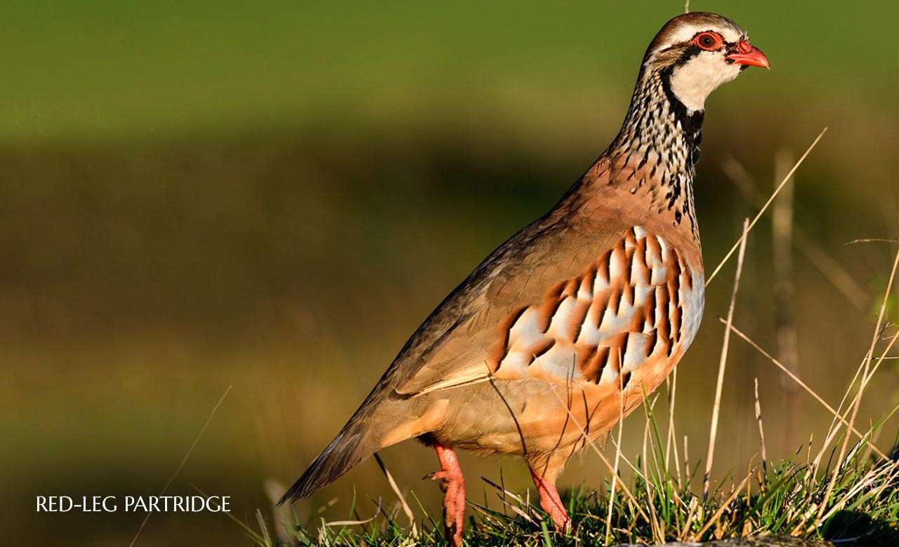 Red-Leg-Partridge.jpg